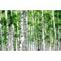 3D Фотообои  3Д Березовые деревья